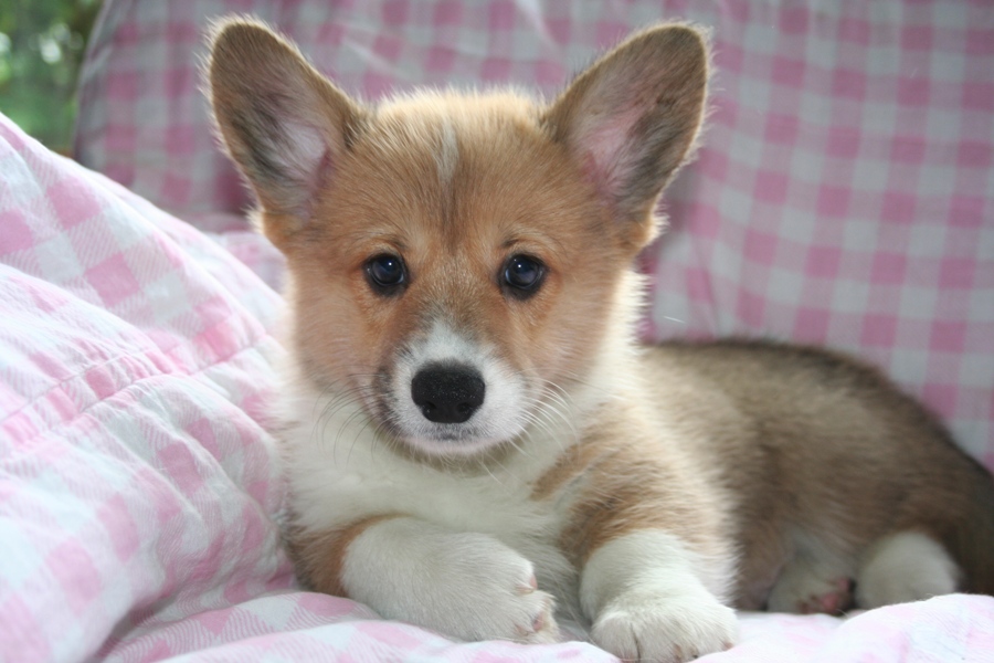 Puppies